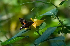 Macroglossum pyrrhosticta