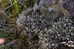 Hedwigia emodica