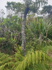 Cyathea