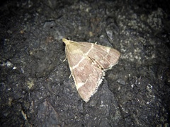 Stemmatophora valida