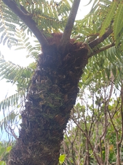 Cyathea