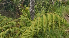 Cyathea macarthurii