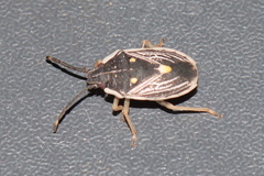Niarius venosus
