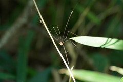 Sclerosomatidae
