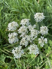Heracleum sphondylium