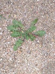 Taraxacum