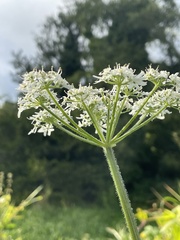 Heracleum sphondylium