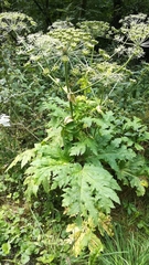 Heracleum
