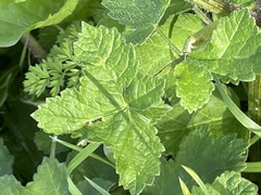 Heracleum sphondylium