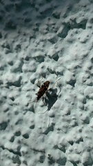 Beosus maritimus
