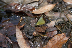 Appias lyncida eleonora