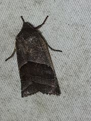Eupsilia devia
