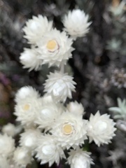 Achyranthemum paniculatum
