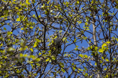 Chrysococcyx lucidus