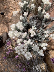 Achyranthemum paniculatum