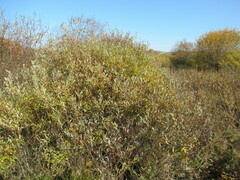 Salix gmelinii