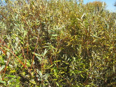Salix gmelinii