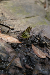 Graphium antiphates