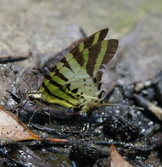 Graphium antiphates