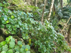 Piper excelsum psittacorum