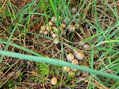 Coprinellus micaceus