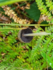 Coprinellus micaceus