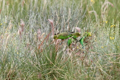 Melopsittacus undulatus