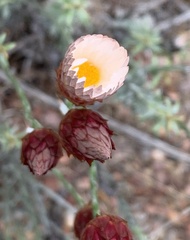 Achyranthemum paniculatum