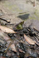 Graphium antiphates