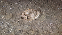 Crotalus cerastes laterorepens