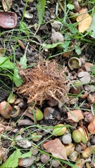 Andricus caputmedusae