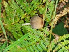 Coprinellus micaceus