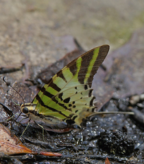 Graphium antiphates