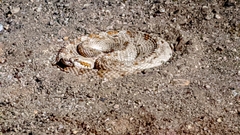 Crotalus cerastes laterorepens