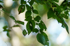 Carpinus laxiflora