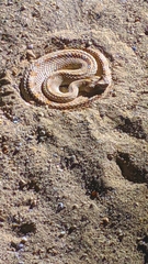 Crotalus cerastes laterorepens