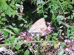 Polyommatus bellargus