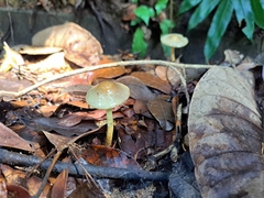 Panaeolus cyanescens
