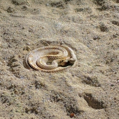Crotalus cerastes laterorepens