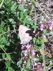 Polyommatus bellargus