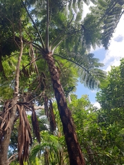 Cyathea howeana