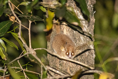 Microcebus murinus