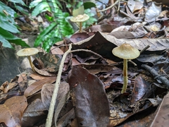 Panaeolus cyanescens