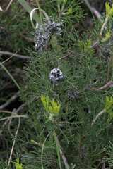 Serruria gremialis