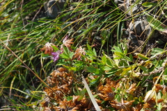 Trifolium lupinaster