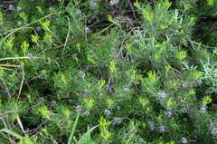 Serruria gremialis
