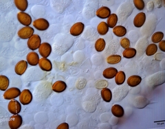 Panaeolus cyanescens