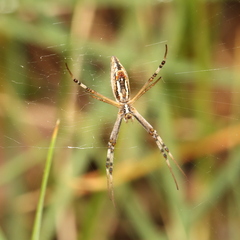 Argiope protensa