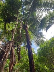 Cyathea howeana