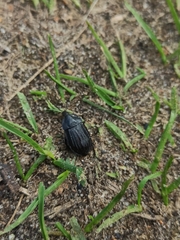 Phosphuga atrata